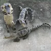 Genuine Leather Small Ornaments Crocodile Ornament Specimen Creative and Personalized Office Desktop Decorations Handicrafts 1