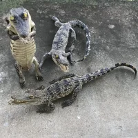 Genuine Leather Small Ornaments Crocodile Ornament Specimen Creative and Personalized Office Desktop Decorations Handicrafts 1