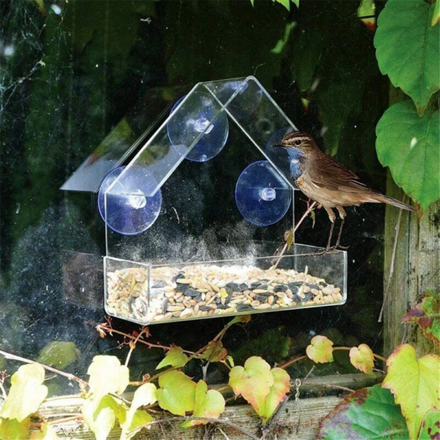 Stylish, Durable Premium Quality Organic Glass Alec Bird Feeder-Anti-Splash Food Box and Trough Bowl for Outdoor Feeding-Per