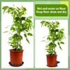 Plant Trays Plastic Plant Saucer, 2pcs 4/6/7/8/10 Inch 6