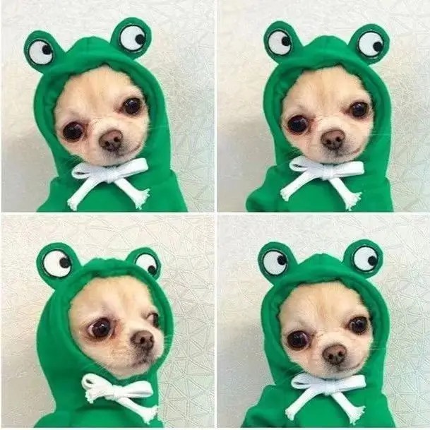 Green frog hoodie for dogs with eyes on the hood, comfortable and cute pet apparel.