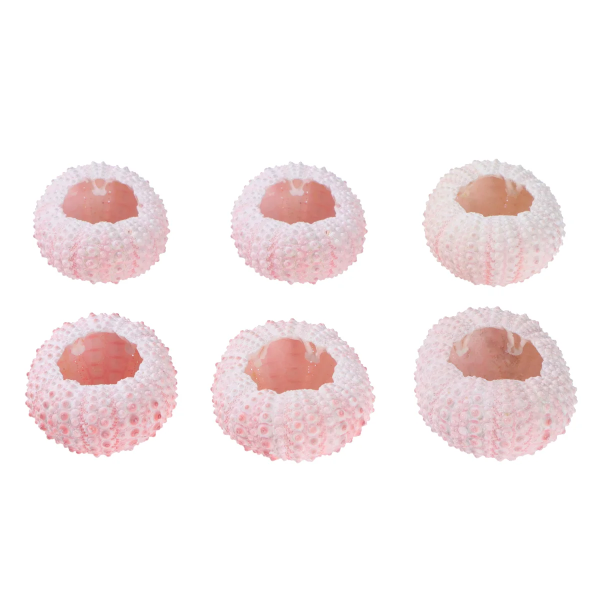 6 Pcs Air Plant Plant Pot Decor Fai Da Te Materiale Artigianale A Mano Supporto Naturale Conchiglie Di Riccio Di Mare Manuale