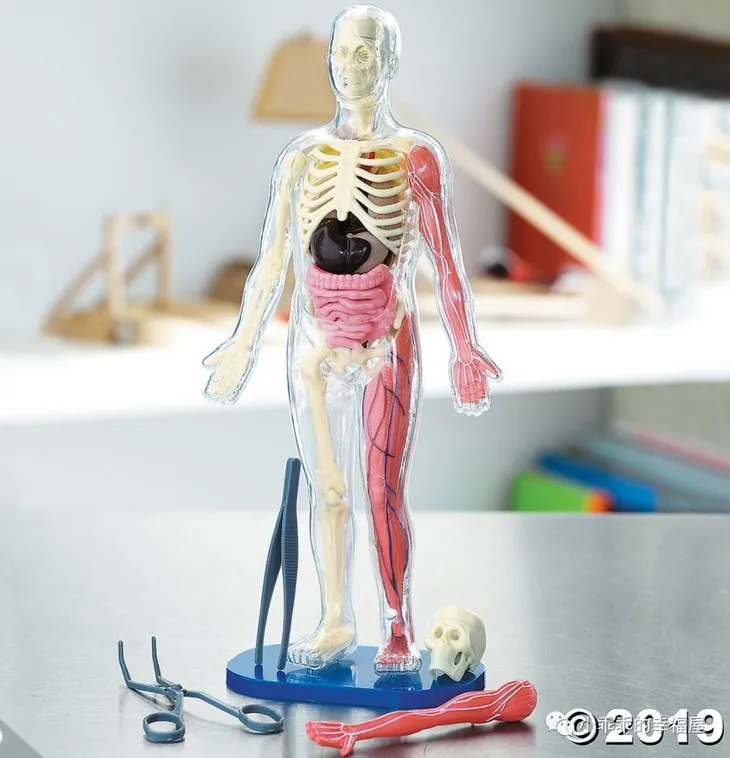 Mgm - Explora - Anatomie Squelette Corps Humain Transparent