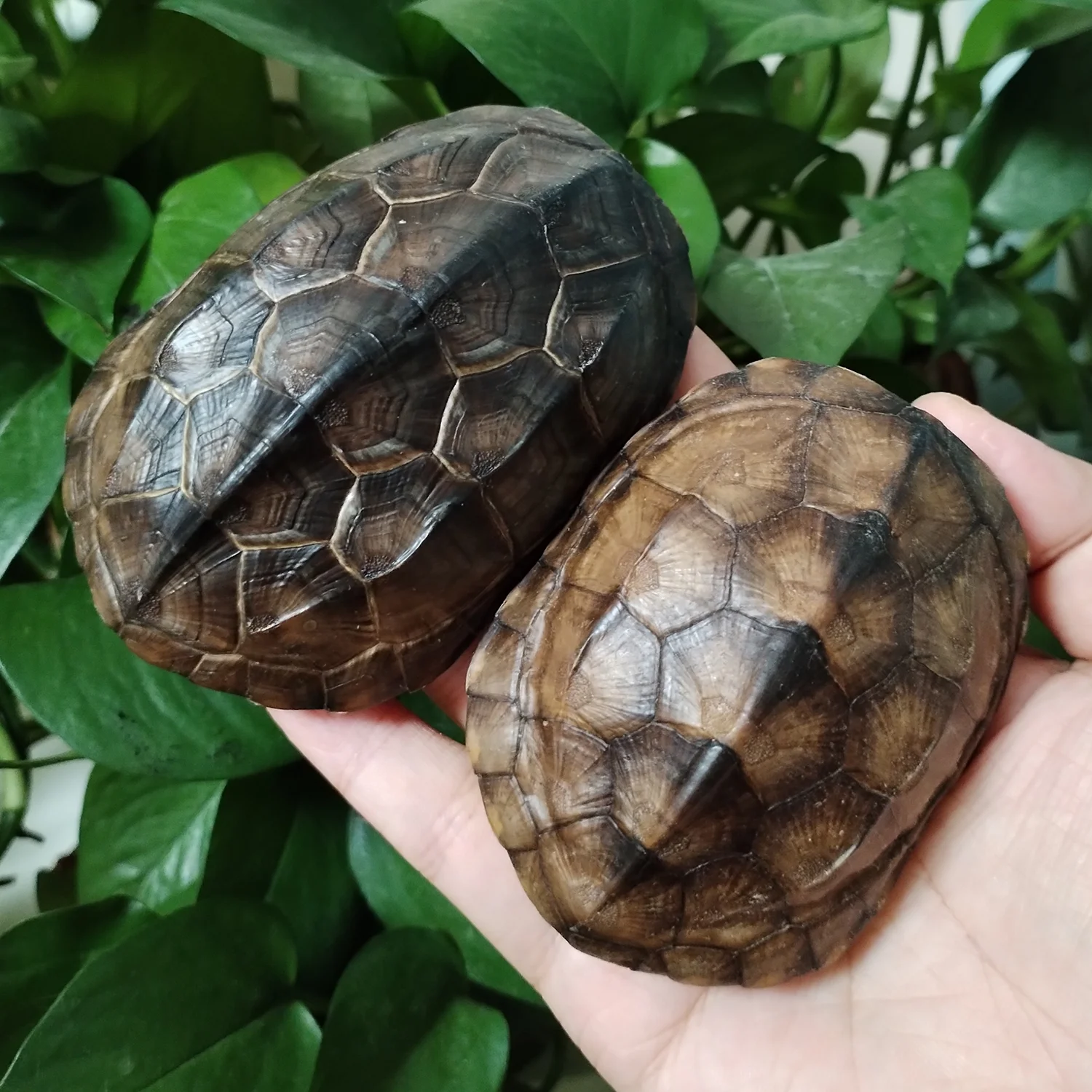 亀の甲羅風骨製装飾品セット すっぽんの甲羅 亀の骨標本（甲羅・頭骨付き）すっぽん