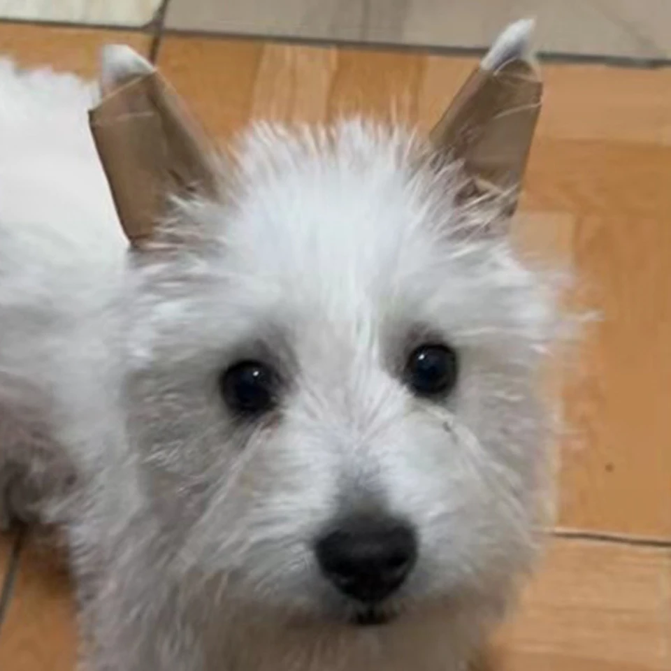 Dog Ear Support Stickers for Healthy Ear Care