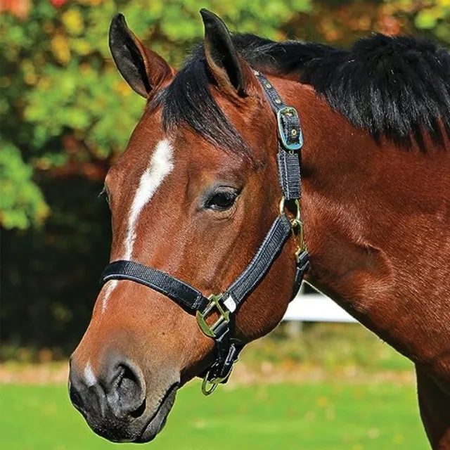 Horse halter for daily use nylon material black color fully padded to avoid rubs and adjustable crown and curb