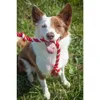 Kit | Interactive Outdoor Dog Toy | Endless Tug-of-War Toy for Large & Extra Large Dogs Over 70 lbs. 3