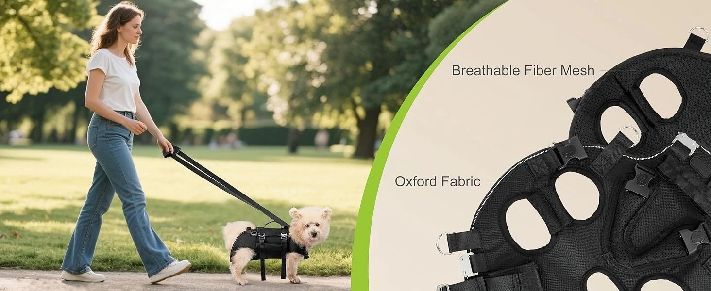 Leash-Guided Walking