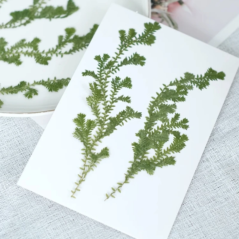 Natur grünes Gras gepresste Blume DIY Pflanze Fotorahmen Lesezeichen Duftkerze Tischlampe Epoxidharz Trockenblume Handyhülle, 12 Stück – Detail 1