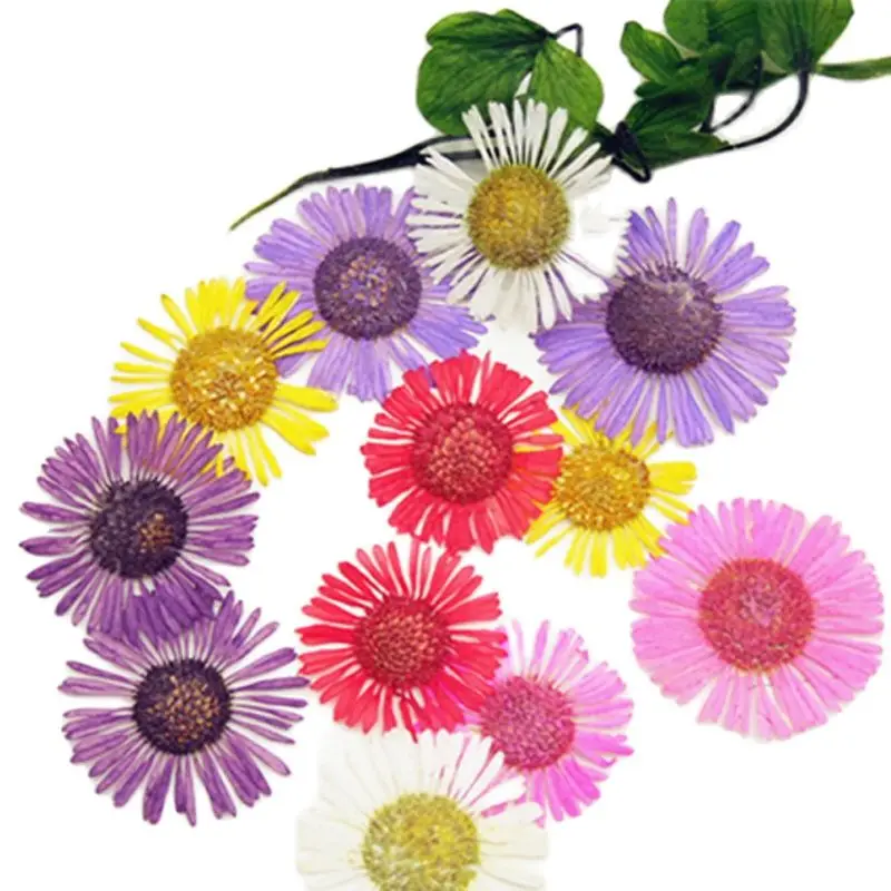 Dried Chrysanthemum Benefits Chrysanthemum Dried Flowers