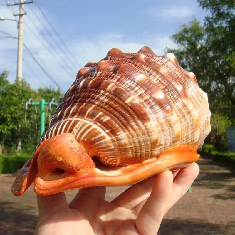 Natural Sea Snail Shell Thousand-handed Frog Snail Fish Tank Landscaping natural shell ornaments