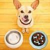 Pet supplies Color Slow Feeder Cat Bowl Anti-choking Plastic Dog Puzzle Food Bowl, Dog Water Basin For Anxiety Relief 6