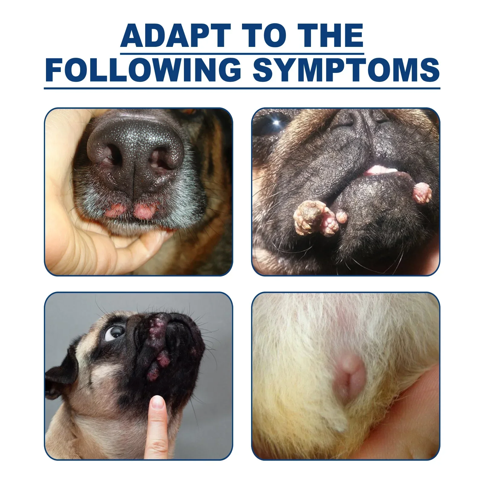 Pug Warts Mouth Plantar Warts Wart On Dog Lip Treatment Dog Skin