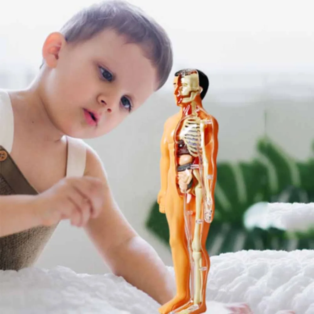 

3D Human Body Torso Model New Skeleton Assembled Anatomy Model Organs DIY Organ Assembly Educational Toy