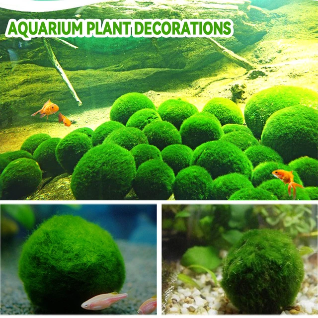 2cm-4cm Marimo Moss Balls Live Aquarium Plant alghe pesce gamberetti  serbatoio ornamento simulazione palline di alghe verdi pianta artificiale -  AliExpress