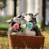Big Flower-Collar 50px Dog Flower Collar Accessory  Dog Bow Tie  Pet Supplies Dog Accessories Bow Tie Collars For Small Dogs 6