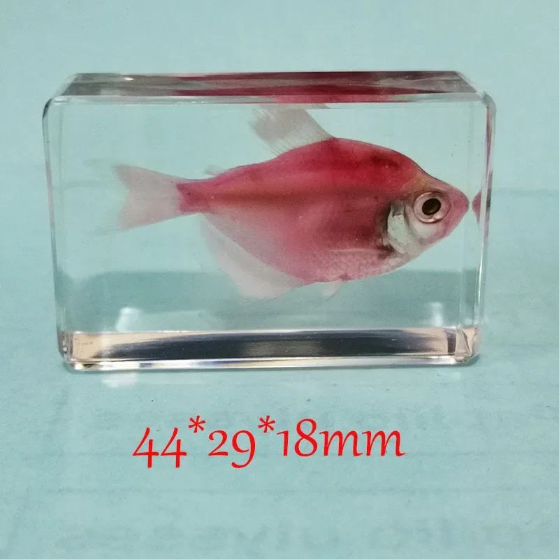 Fish Specimens Built In Epoxy Resin for Home Decoration Butterfly Specimen