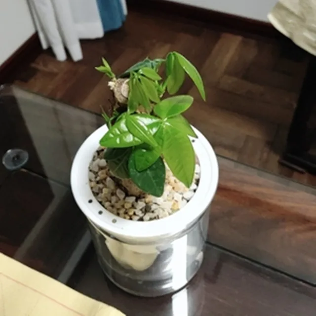 Ön Öntözés Ültetvényes Edények Mini Virágpot Beltéri Zamatos Növényi Edény Hal Tartály Otthoni Asztali Virág Bonsai Dekoráció - Image 4