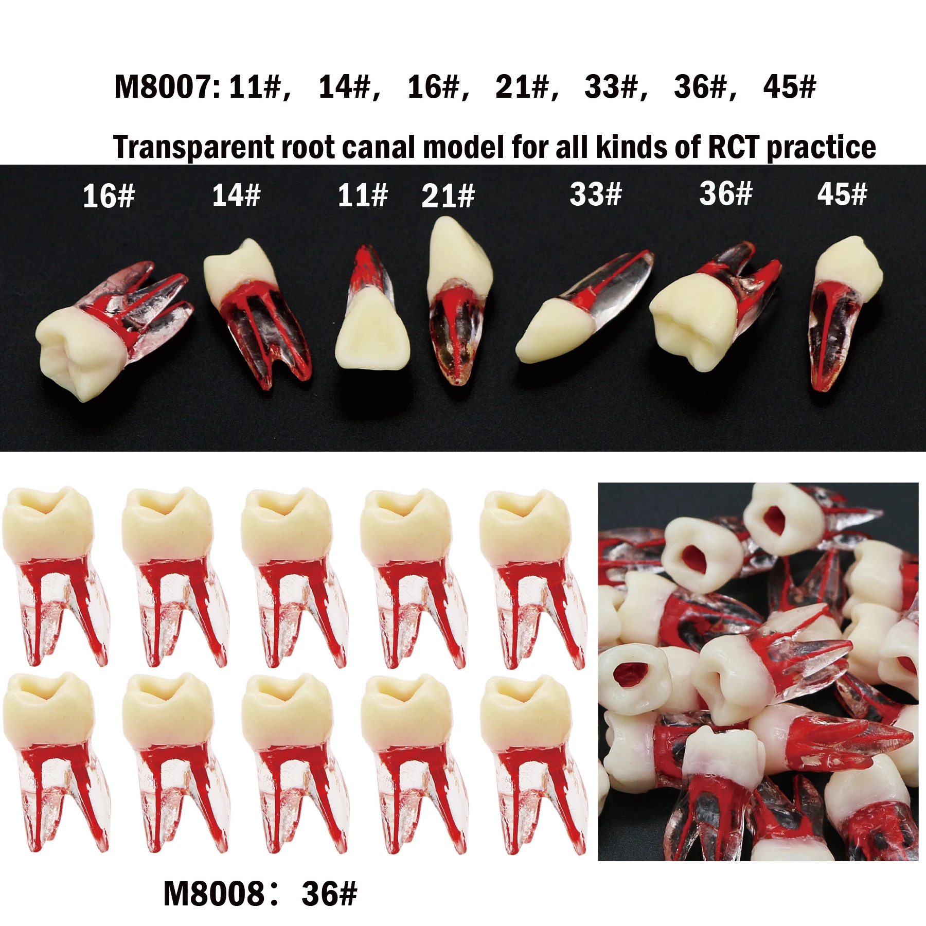 Dental Endo Root Canal Teeth Study Rct Practice Model Kilgore Nissin