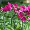 50/100Pcs Plant Clips Butterfly Orchid Flower Support Clamp Fruit Vegetable Stem Vine Branch Tied Buckle Grafting Gardening Tool 6