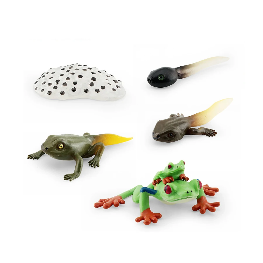 Figurine Grenouille Et Crapaud Réaliste – Jouet éducatif En PVC Pour Enfants Et Collectionneurs