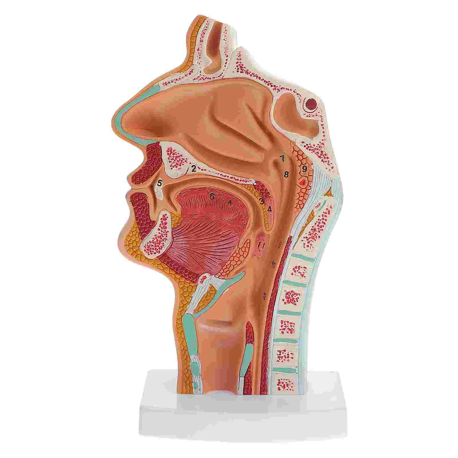 Models Pharynx Larynx Nasal Cavity Model Educational Tool Medical Science 1pc Model