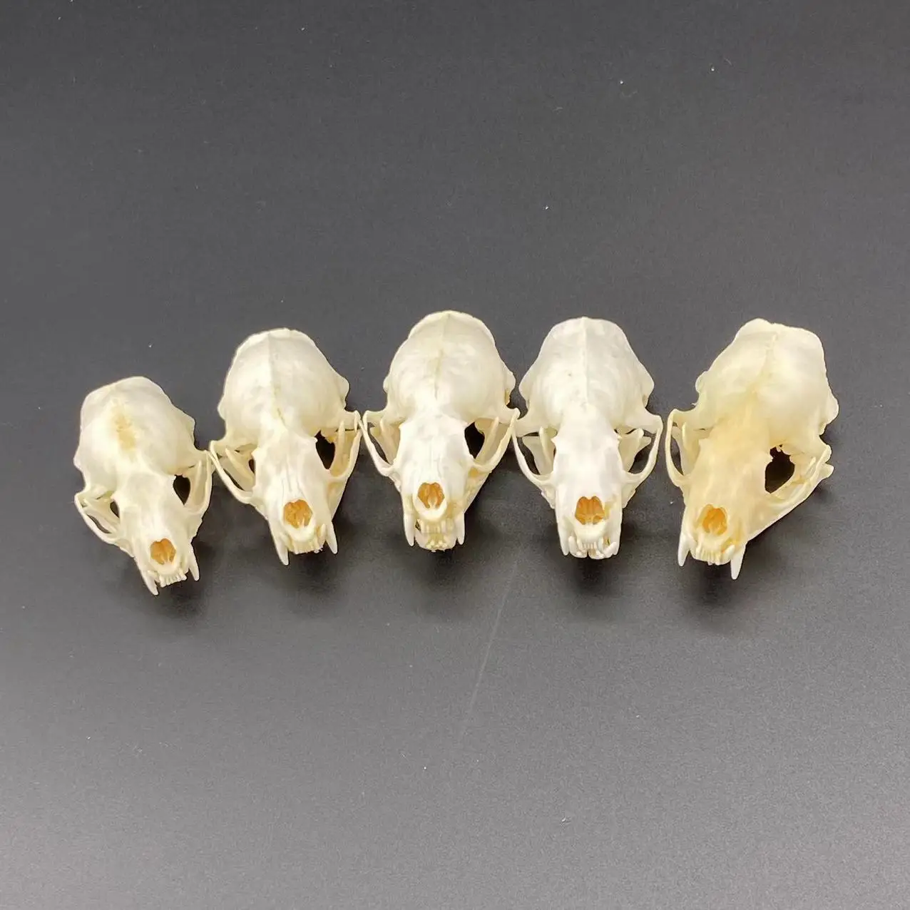 2/5/10 個本物のミンクの頭蓋骨、高級動物標本、ギフト サイズ 7