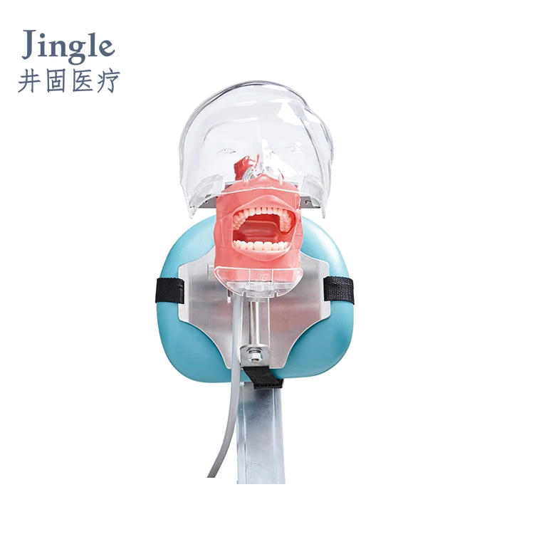 

Dentist Use Anatomy Phantom Head Model Den tal Laboratory Tools And Equipment For Education