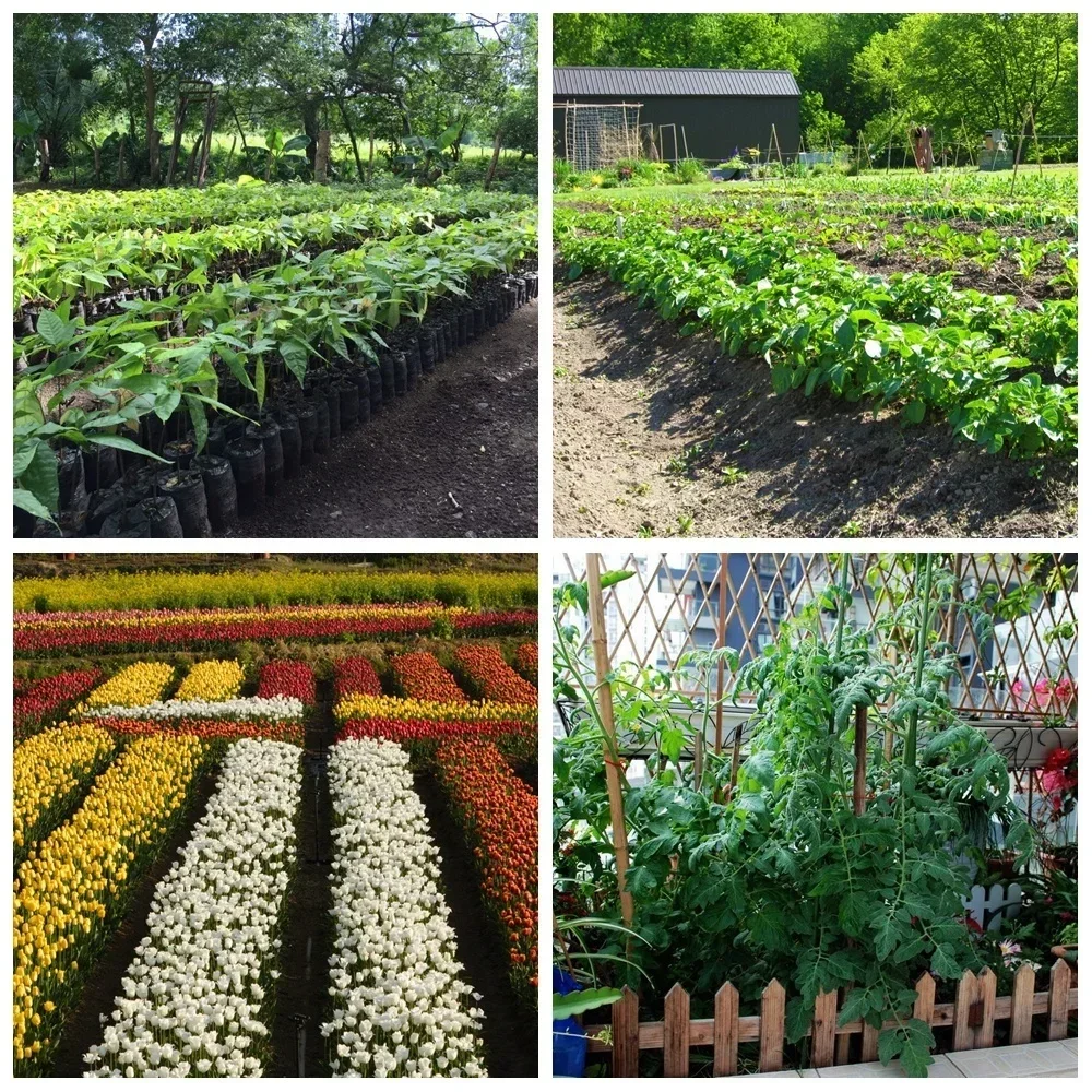 Soluble Cytokinin Fertilizer Plant Food Root Growth Medicinal Hormone Farm Garden Bonsai Crop Increase Production 20 G plant fertilizer