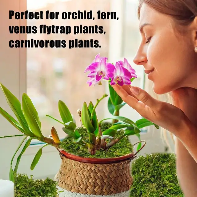 Természetes Sphagnum Moha Táplálkozás Szerves Műtrágya Védelme A Hidratáló Orchidea Zamatos Növényi Gyökerek Diy Virág Edény Otthoni Kert - Image 4