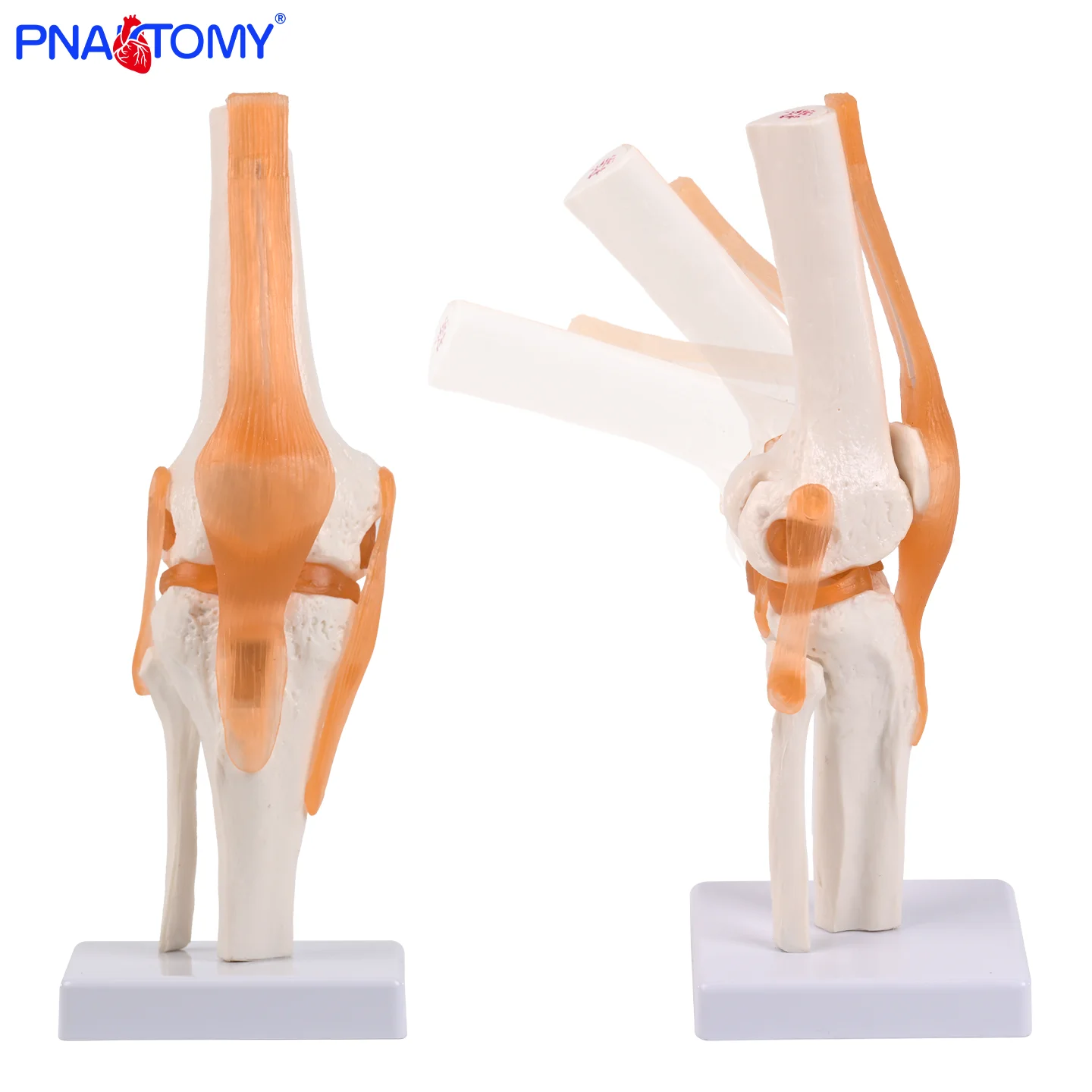 Life-Size Knee Joint Model 1