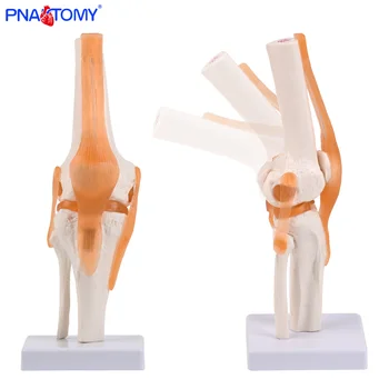 Life-Size Knee Joint Model 1