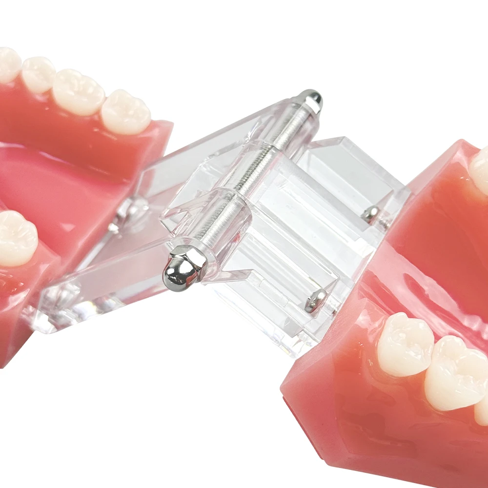 치과 고품질 28개 치아 표준 레진 모델 M7003 구강 연습 모델 치과 교육 및 훈련 도구