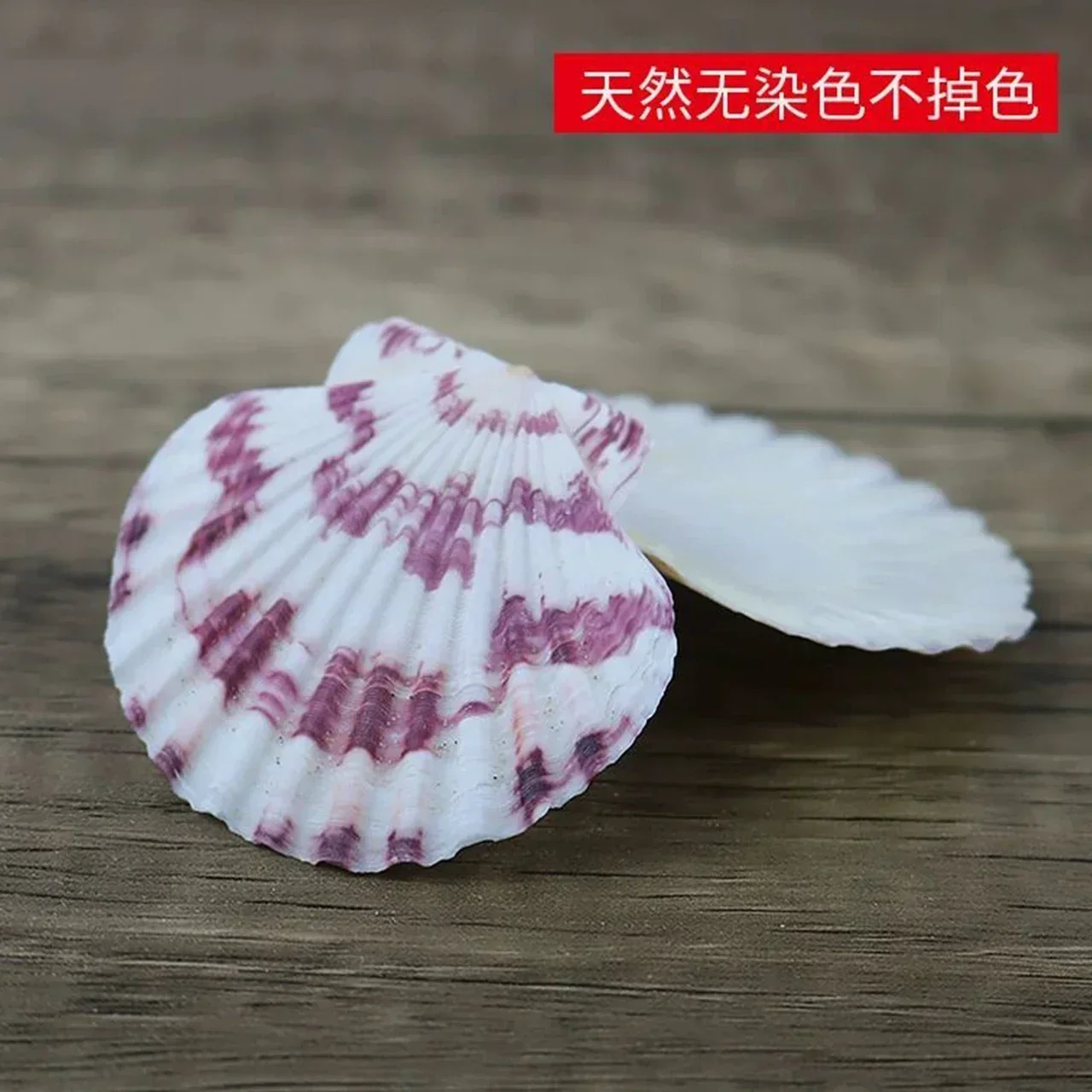 פגז צדפות טבעי צבעוניות 3-5 ס "מ חרוט פרח פגז צלוחית יד