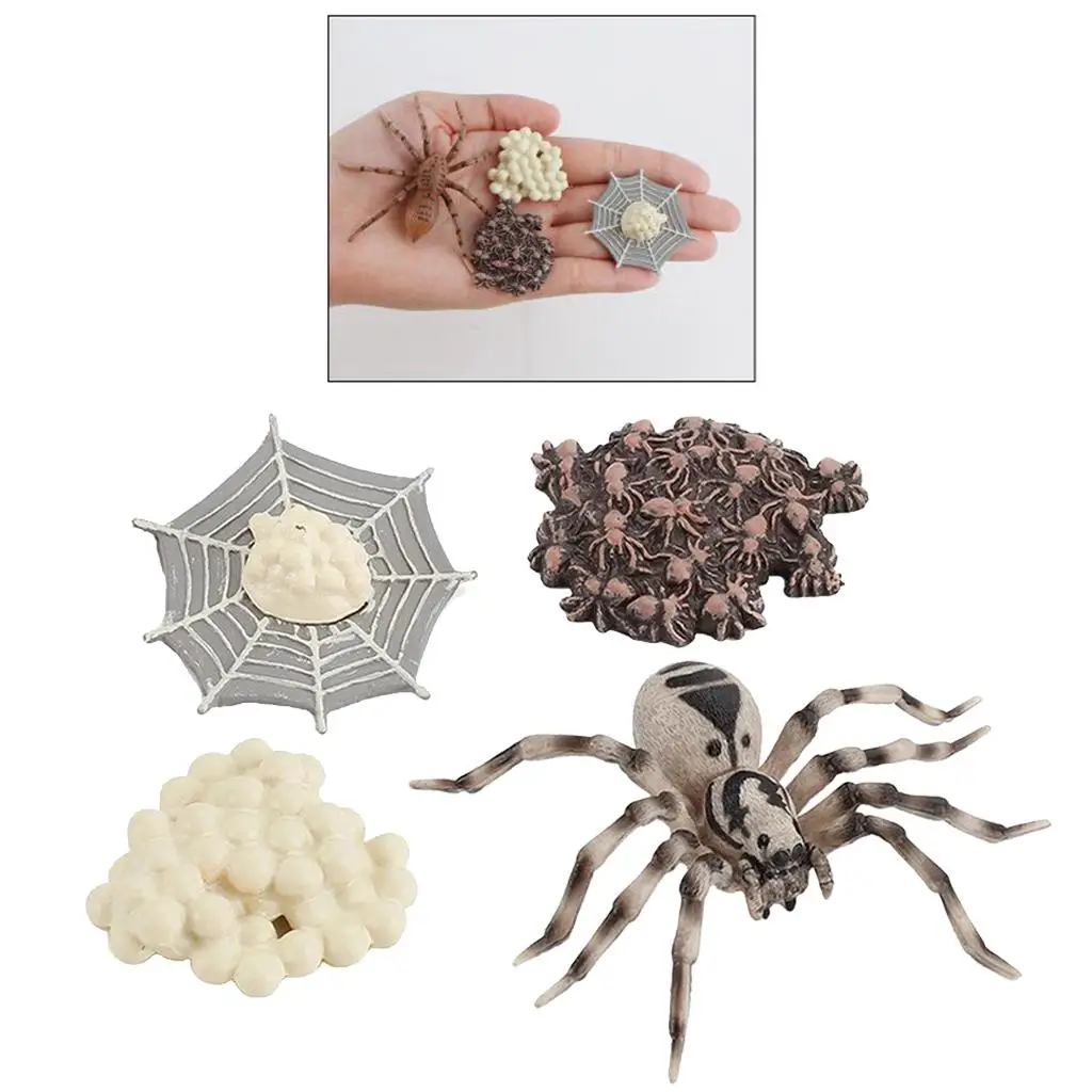 4 Pieces Life Cycle of A Spider, Animal Growth Cycle Includes Egg, Larva, 5