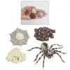 4 Pieces Life Cycle of A Spider, Animal Growth Cycle Includes Egg, Larva, 5