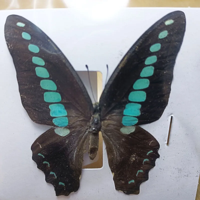 Butterfly insect specimens 38 real for living room home decoration collection art