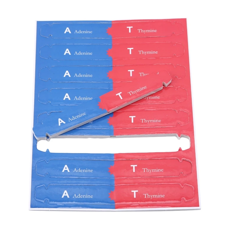 Teaching Tools For Kids Test Kit Early Education Toy Human Genes DNA Double Helix Science Popularization Teaching Models 5
