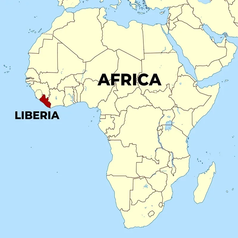 Native African Native Pure Natural pośladki olejek do masażu szybko powiększa obszar tłuszczu w klatce piersiowej i pośladkach olejku eterycznego