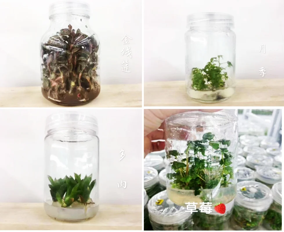 Lab MS Medium IKEME Lab MS Medium 250g Without Agar And Sugar Plant Tissue Culture