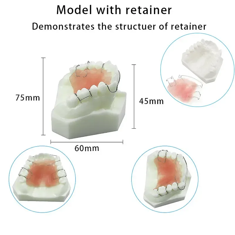 

Dental Hawley Retainer Model Teeth Study Teach Model 3007 01