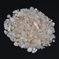 White shell
