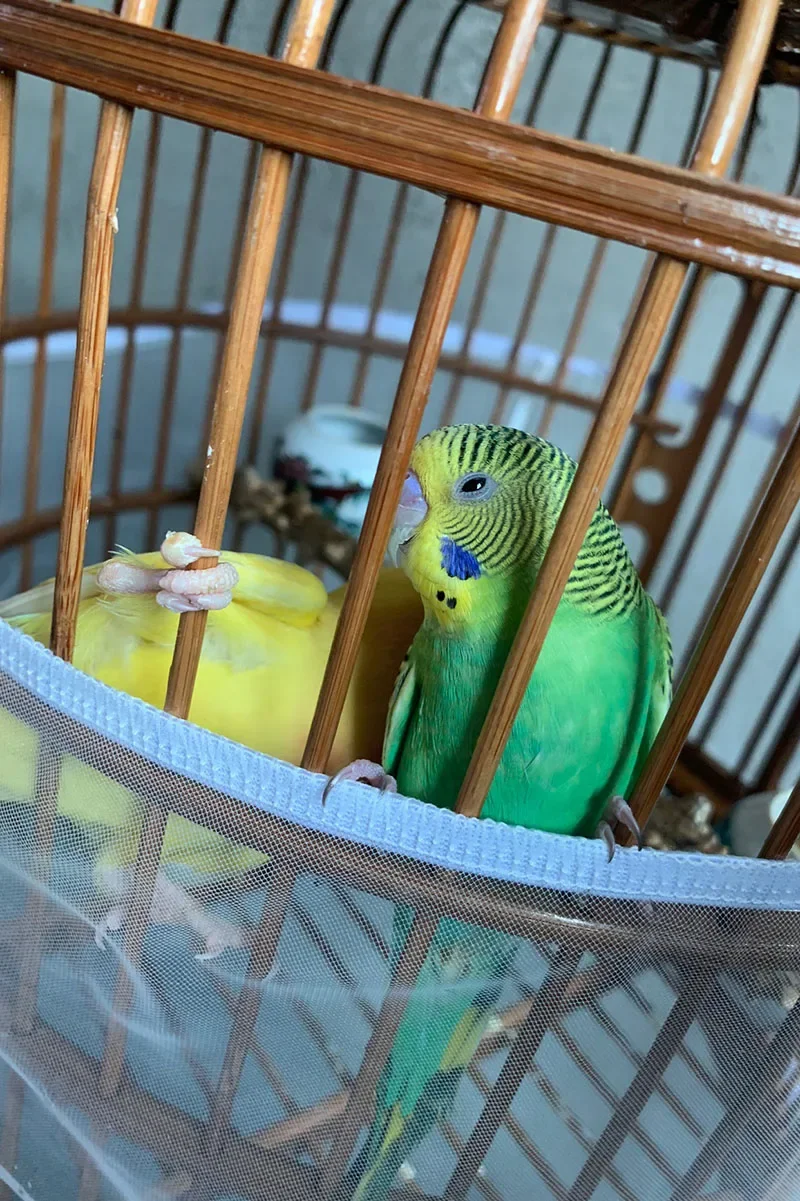 Mesh Vogelkäfig Abdeckung Shell Rock Netz einfach zu reinigen Samen fänger Schutz Vogelkäfig Zubehör Nylon Papagei Vogelkäfig Netz – Detail 8