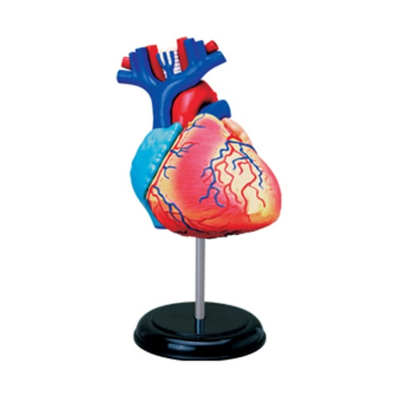 

co231 Detachable Science Anatomy Heart Model for Study Display Teaching Medical Model Anatomical Model Heart Model
