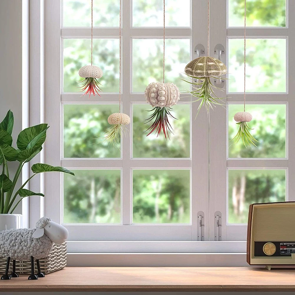 5pcs Natural Sea Urchin Shell Conch Tillandsia Potted Plant Coquillage Bonsai Mediterranean Seashells Craft Home Decor