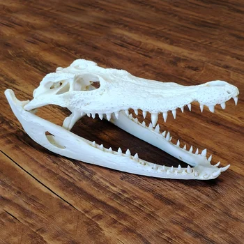 Crocodile Skull Sculpture Decoration 1