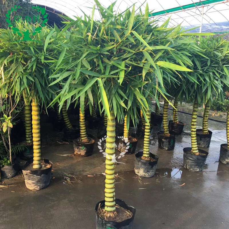 

Bambusa Ventricosa Potted Bamboo Green Bamboo Indoor and Outdoor Large Plants