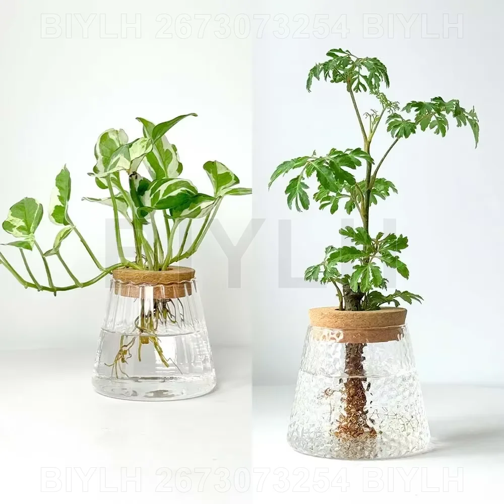 Hydroponic Glass Plant Vase 6
