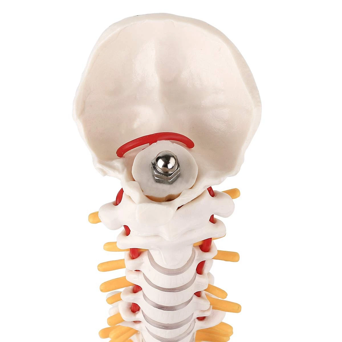 미니어처 척추 해부학 모델, 15.5 인치 미니 척추 기둥 모델, 척추 신경, 골반, 허벅지, 베이스에 장착