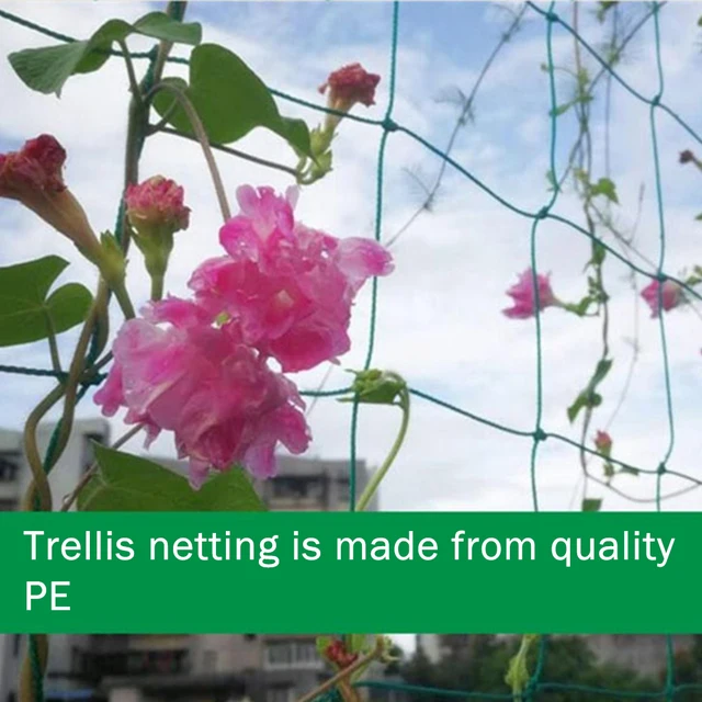 Paradicsomok Növényi Rácsos Háló Kötőmászó Növényekkel Az Uborkához Nagy Gyümölcsök Zöldség Hegymászás Szőlő Nettó Kertészet - Image 5